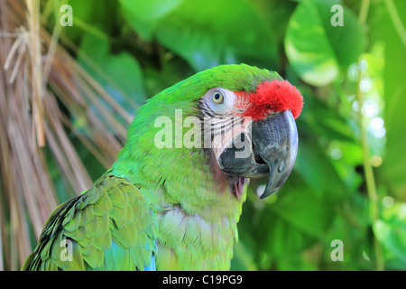 Ara Militaris militare Macaw pappagallo verde america del sud e centrale Foto Stock