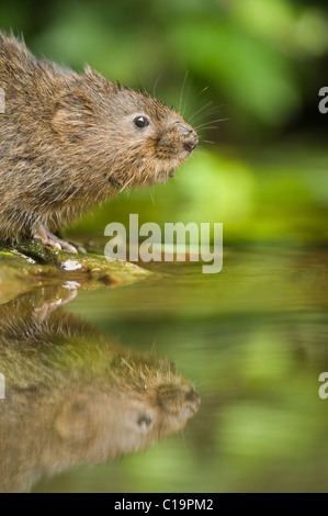 Acqua vole (Arvicola anfibi), Kent, Regno Unito Foto Stock