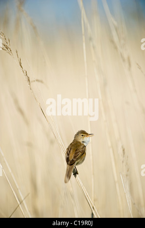 Reed Trillo nella canzone nel letto di reed in Norfolk Broads molla Foto Stock