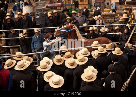 Uomini Amish guarda il cavallo asta durante il fango annuali di vendita per supportare il dipartimento dei vigili del fuoco Foto Stock