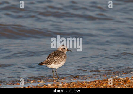 Grey Plover Pluvialis squatarola Norfolk inverno Foto Stock