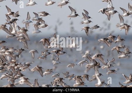 Sanderling Calidris alba e pochi Dunlin Calidris alpina sul lavaggio a Snettisham RSPB Riserva Norfolk autunno Foto Stock