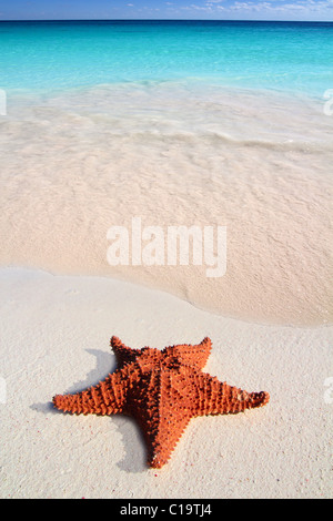 Bella stella di mare dei caraibi tropical sabbia spiaggia turchese Foto Stock