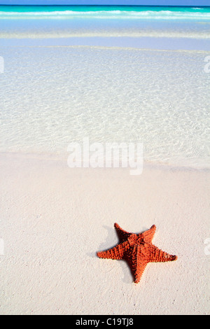 Bella stella di mare dei caraibi tropical sabbia spiaggia turchese Foto Stock