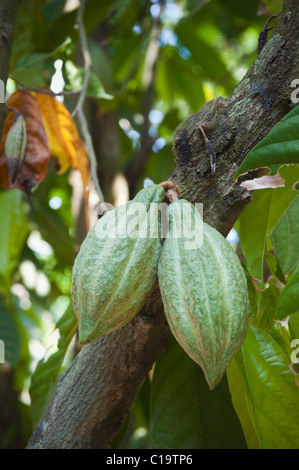 Close-up di cacao Cialde su albero, Kochi, Kerala, India Foto Stock