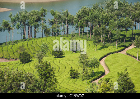 La piantagione di tè, Munnar, Idukki, Kerala, India Foto Stock