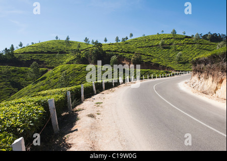 Road passando attraverso le piantagioni di tè, Munnar, Idukki, Kerala, India Foto Stock