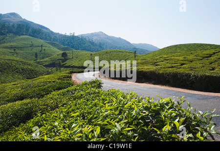 Road passando attraverso le piantagioni di tè, Munnar, Idukki, Kerala, India Foto Stock