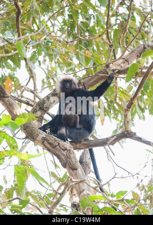 Basso angolo di visione di un langur seduto su un albero con il suo allattamento, Thekkady, Parco Nazionale del Periyar, Kerala, India Foto Stock