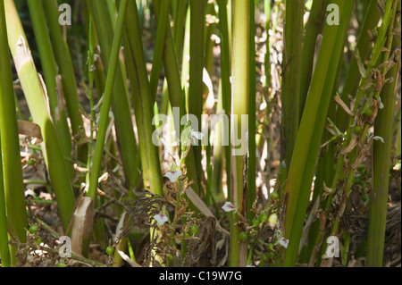 Close-up di piante, Thekkady, Parco Nazionale del Periyar, Kerala, India Foto Stock