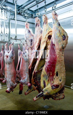 Carne di agnello e di manzo tela appeso in un macello Foto Stock