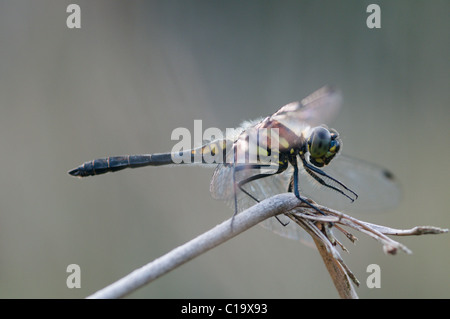 Nero Darter, dragonfly, Sympetrum danae. Iping comune natura riserva, Midhurst, Sussex, Regno Unito Agosto. Foto Stock