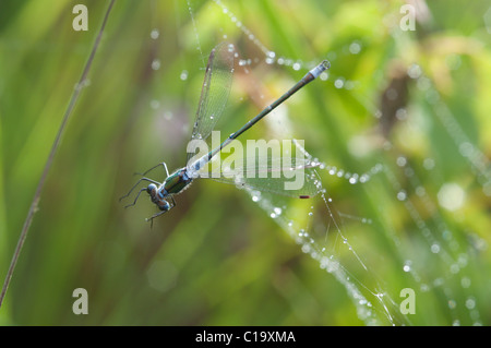 Damselfly smeraldo, Lestes sponsa, maschio. Catturati in spider web". Stedham comune, Midhurst, West Sussex, Regno Unito. Luglio. Mattina presto Foto Stock