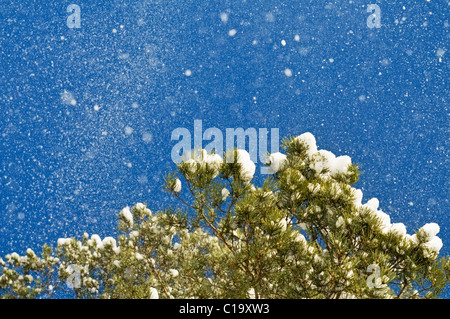 La neve che viene espulsa da un vento dai rami di un albero di pino contro il cielo blu. Foto Stock
