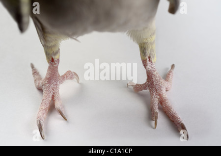 Close up di vista frontale del secco scagliose artigli di Pearl Cockatiel piedi di uccelli Foto Stock