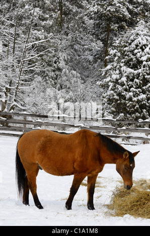 Bay quarter horse in un paddock avanzamento sul fieno in inverno accanto a una coperta di neve forest Foto Stock