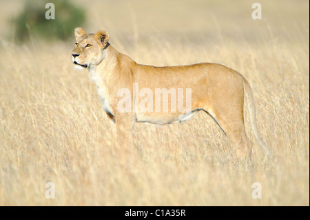 Una leonessa caccia su la savana del Masai Mara in Kenya. Foto Stock