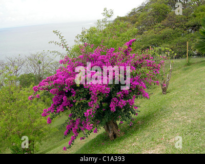 Il Bougainvillea spectabilis Foto Stock