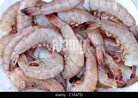 Marrone di gamberi del Golfo, pescato, Foto Stock