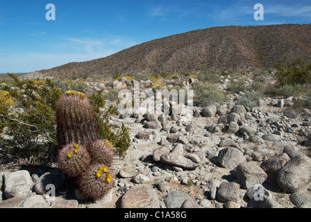 Barrel cactus fiorisce Ferocactus cylindraceus Anza-Borrego stato Parco California USA Foto Stock