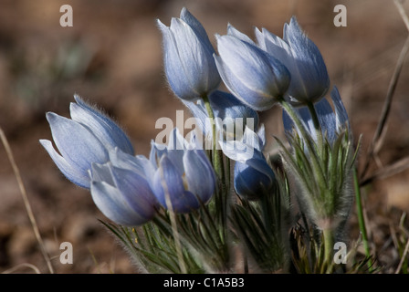 American "Pasque fiori Pulsatilla patens San Isabel Natl. Forest Colorado USA Foto Stock