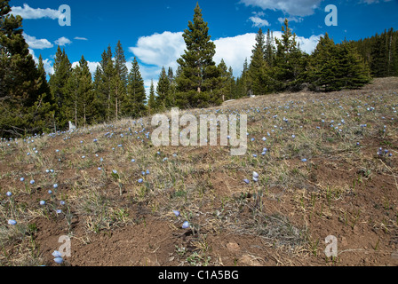 American "Pasque fiori Pulsatilla patens San Isabel Natl. Forest Colorado USA Foto Stock