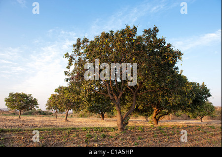 Mangifera indica. Alberi di mango con la maturazione dei frutti nella campagna indiana. Andhra Pradesh, India Foto Stock