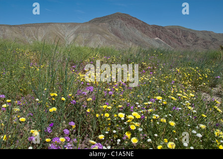 Giardini del deserto Coyote Mountain Anza-Borrego Desert State Park California USA Foto Stock