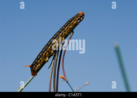 Bianco-rivestita Sphinx caterpillar lineata Hyles Anza-Borrego stato Parco California USA Foto Stock