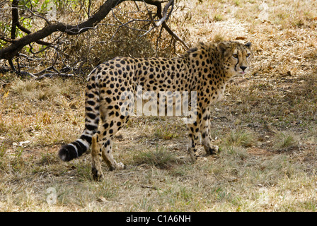 Cheetah camminando in erba, Sud Africa Foto Stock