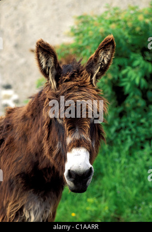 Francia, Poitou asino Foto Stock