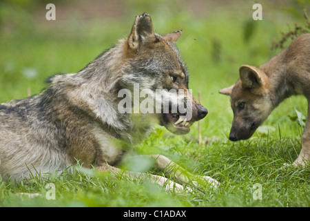 Pup di lupo Foto Stock