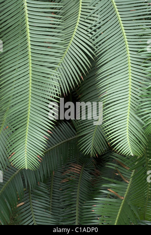 Studio di felce con steli su sfondo scuro Foto Stock