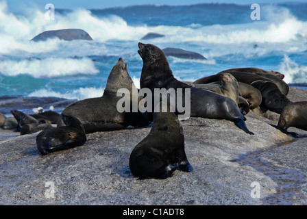 Capo le foche sulle rocce, Sud Africa Foto Stock