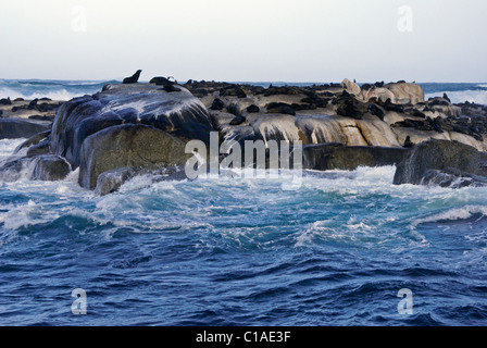 Capo le foche sulle rocce, Sud Africa Foto Stock