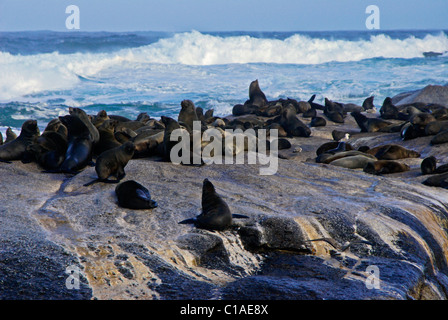 Capo le foche sulle rocce, Sud Africa Foto Stock