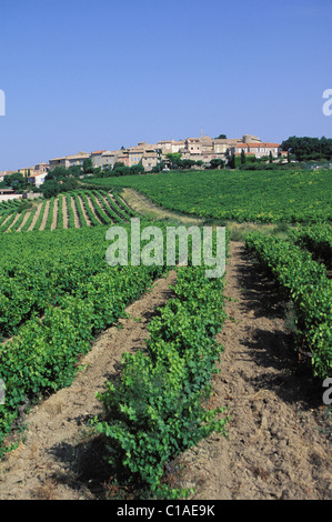 Francia, Drome, Rousset Les Vignes e la sua vigna AOC Cotes du Rhone village Foto Stock