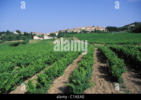 Francia, Drome, Rousset Les Vignes e la sua vigna AOC Cotes du Rhone village Foto Stock