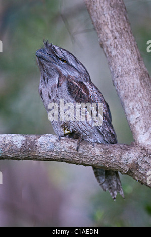 Bruno Frogmouth Podargus strigoides Brisbane Australia Ottobre Foto Stock