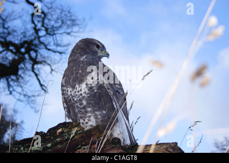 Comune Poiana (Buteo buteo) sul log con erbe selvatiche, autunno, Yorkshire, Regno Unito Foto Stock