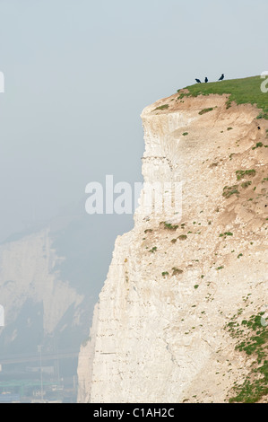 Corvo Imperiale (Corvus corax) su chalk cliffs, Kent, Regno Unito Foto Stock