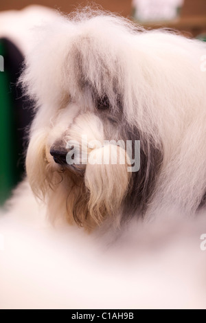 Il Crufts International dog show 2011 Foto Stock