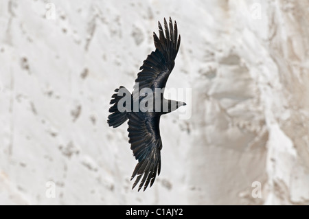 Corvo Imperiale (Corvus corax) su chalk cliffs, Kent, Regno Unito Foto Stock