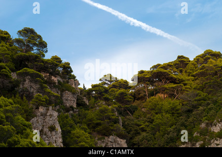 Splendida vegetazione mediterranea cresce sopra rocciosa e ripida costa del mare Adriatico. Foto Stock