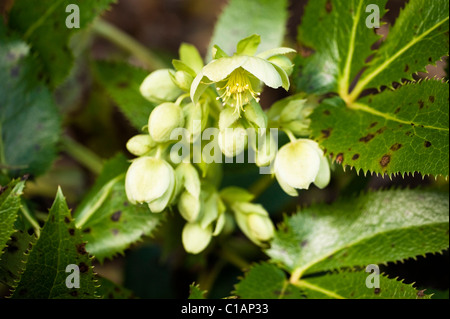 Veratro macchia di foglia su Helleborus argutifolius ibrido, l'Elleboro Corsica Foto Stock