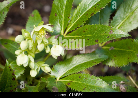 Veratro macchia di foglia su Helleborus argutifolius ibrido, l'Elleboro Corsica Foto Stock