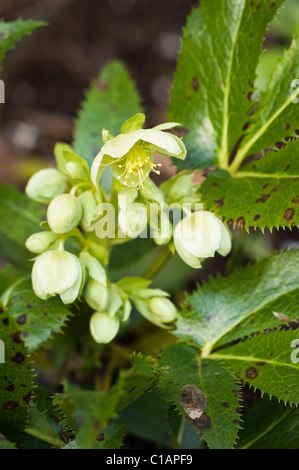 Veratro macchia di foglia su Helleborus argutifolius ibrido, l'Elleboro Corsica Foto Stock