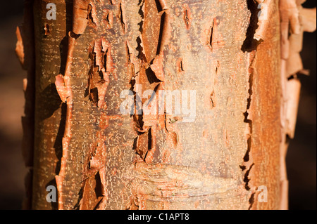 Corteccia di Acer griseum, Paperbark Maple Foto Stock