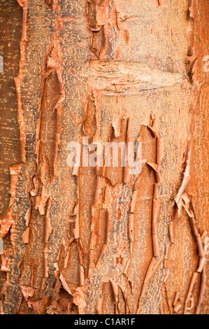 Corteccia di Acer griseum, Paperbark Maple Foto Stock