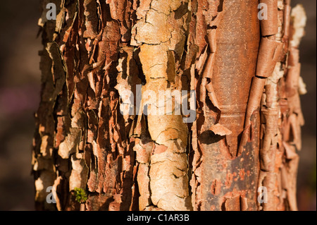 Corteccia di Acer griseum, Paperbark Maple Foto Stock